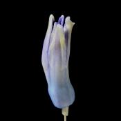 hyacinthknop (hyacinthus orientalis) 3-2013 4259